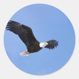 Sticker Rond Aigle