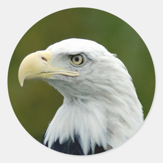 Sticker Rond Aigle à tête blanche américaine (Devant)
