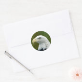 Sticker Rond Aigle à tête blanche américaine (Enveloppe)
