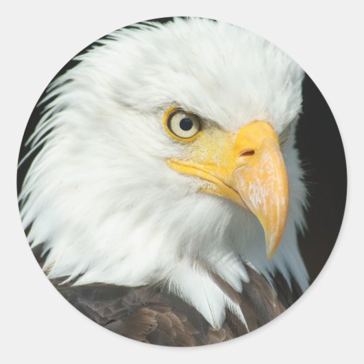 Sticker Rond Aigle de Bald (Devant)
