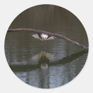 Sticker Rond Aigle de Bald en vol