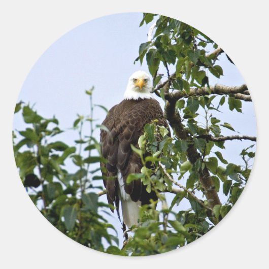 Sticker Rond Aigle de tête dans l'arbre (Devant)