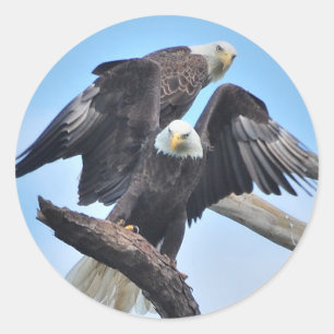 Sticker Rond Aigles chauds
