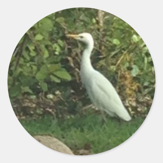 Sticker Rond Aigrette blanche (Devant)