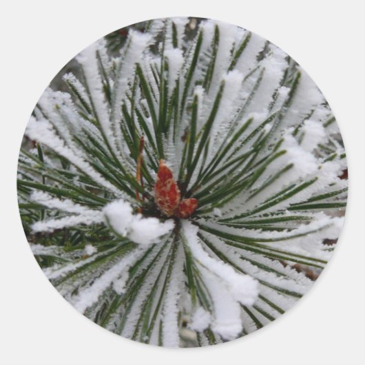 Sticker Rond Aiguilles de pin recouvertes de neige (Devant)