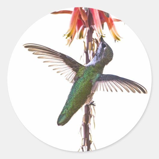 Sticker Rond Ailes de colibri (Devant)