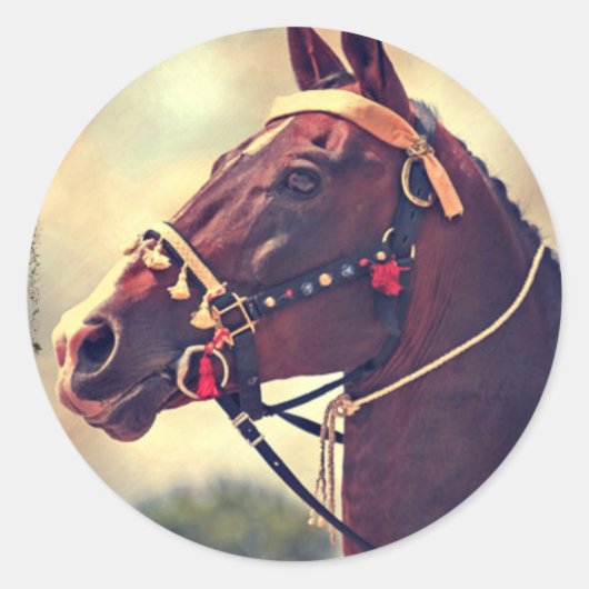 Sticker Rond Akhal Teke (Devant)