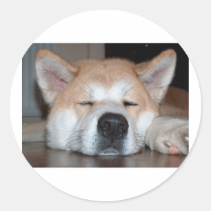 Sticker Rond akita dormir.png