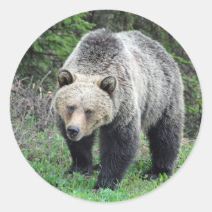 Sticker Rond Alaska Grizzly Bear Photo de la faune