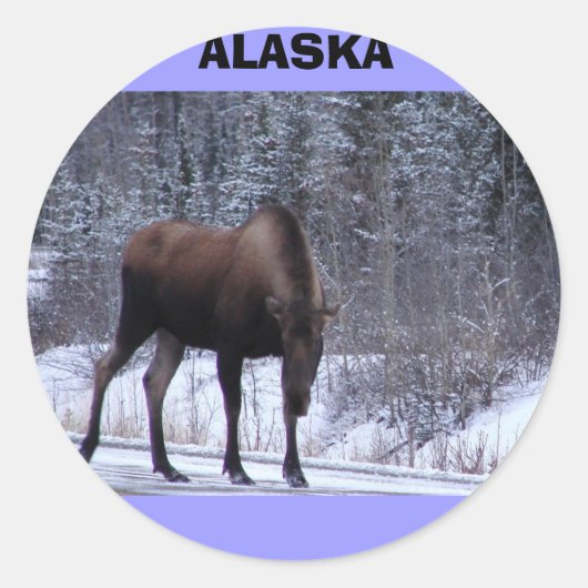Sticker Rond Alaska Moose (Devant)