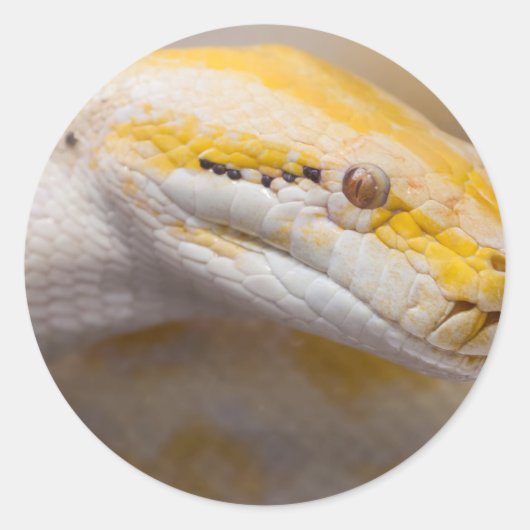 Sticker Rond Albino indien Python Ho Chi Minh Ville Zoo, Vietna (Devant)