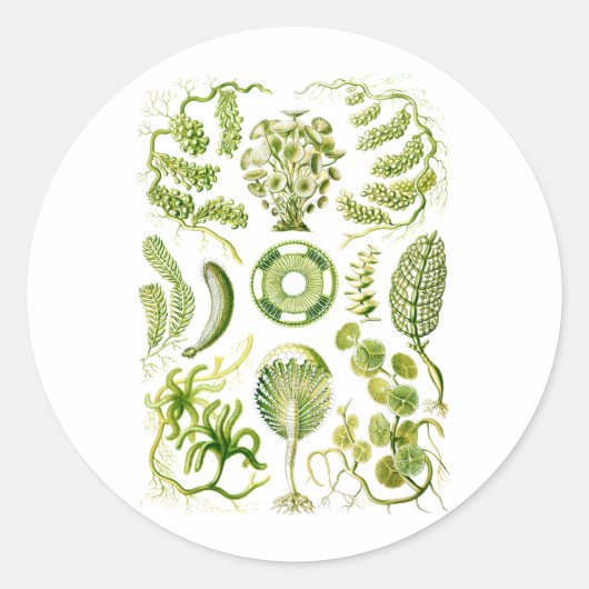 Sticker Rond Algues vertes (Devant)
