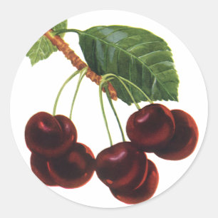 Sticker Rond Aliments de fruits vintage, cerises mûres d'un arb