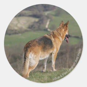 Sticker Rond Allemand Shephard regardant en bas de la colline