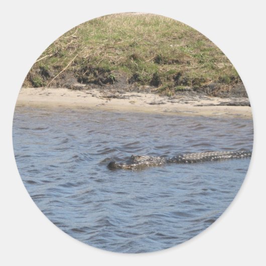 Sticker Rond Alligator nager en Floride Eau (Devant)