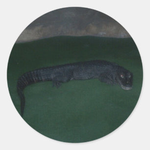 Sticker Rond Alligator ~ Qu'y a-t-il dans l'obscurité ?