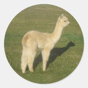 Sticker Rond Alpaca