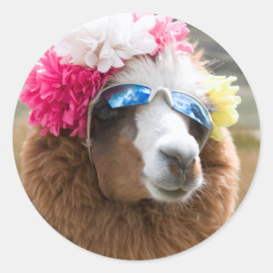 Sticker Rond Alpaca, Pachacoto, Cordillère Blanca, Ancash