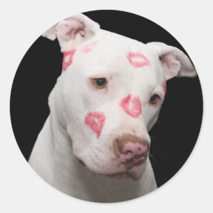 Sticker Rond Amant de Pitbull