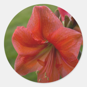 Sticker Rond Amaryllis