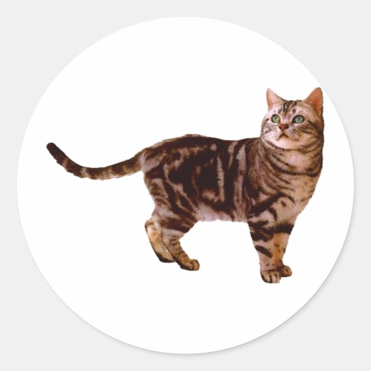 Sticker Rond American Shorthair (Devant)