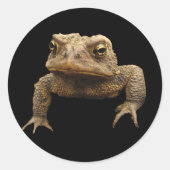 Sticker Rond American Toad (Devant)