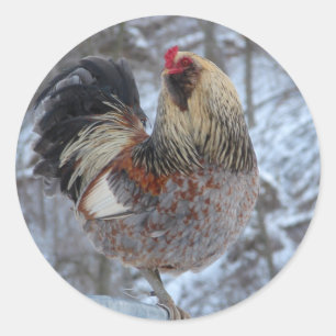 STICKER ROND AMÉRICANA ROOSTER DANS LES DONS D'HIVER