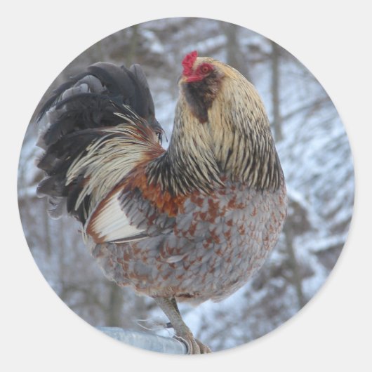 STICKER ROND AMÉRICANA ROOSTER DANS LES DONS D'HIVER (Devant)