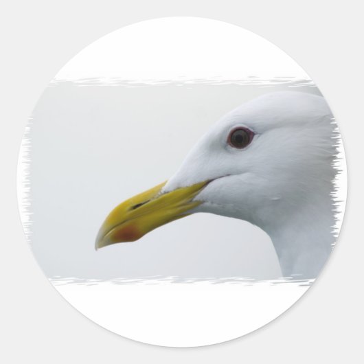 Sticker Rond Amical Seagull ? (Devant)