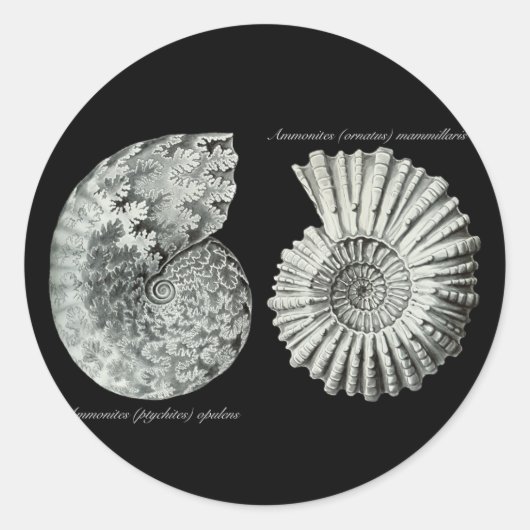 Sticker Rond Ammonites (Devant)