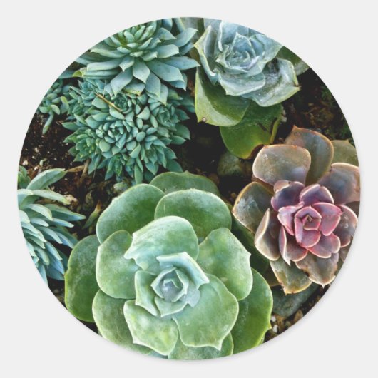 Sticker Rond Amour Succulent (Devant)