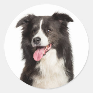 Sticker Rond Amoureux des chiens chiot mignon noir blanc bordé 