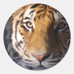 Sticker Rond Amur Tiger