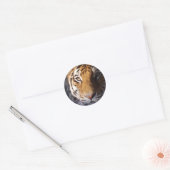 Sticker Rond Amur Tiger (Enveloppe)