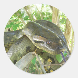 Sticker Rond Anaconda vert