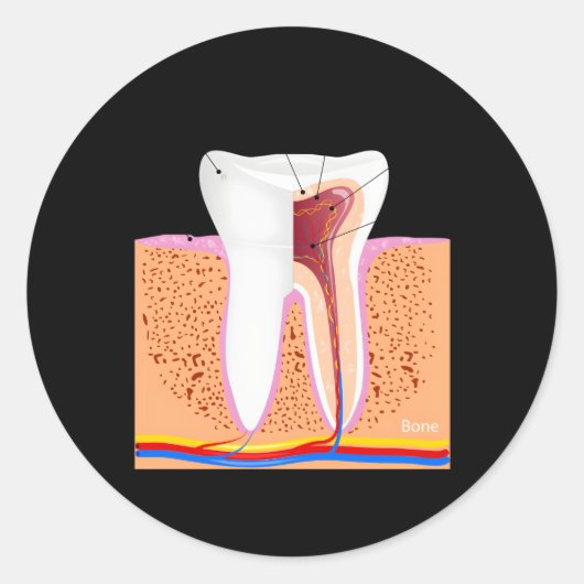 Sticker Rond Anatomie Dentaire Pour Dentin Dentin Enamel Ging (Devant)