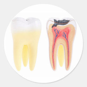 Sticker Rond Anatomie des dents