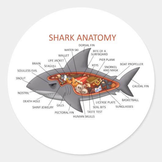 Sticker Rond Anatomie des requins (Devant)