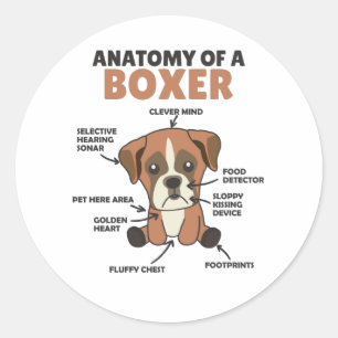 Sticker Rond Anatomie D'Un Chien Doux Boxer Chien Chien Chien C