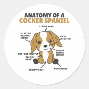 Sticker Rond Anatomie D'Un Cocker Spaniel Cute Chiens Chiot