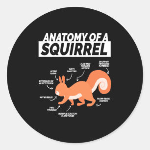 Sticker Rond Anatomie D'Un Écureuil