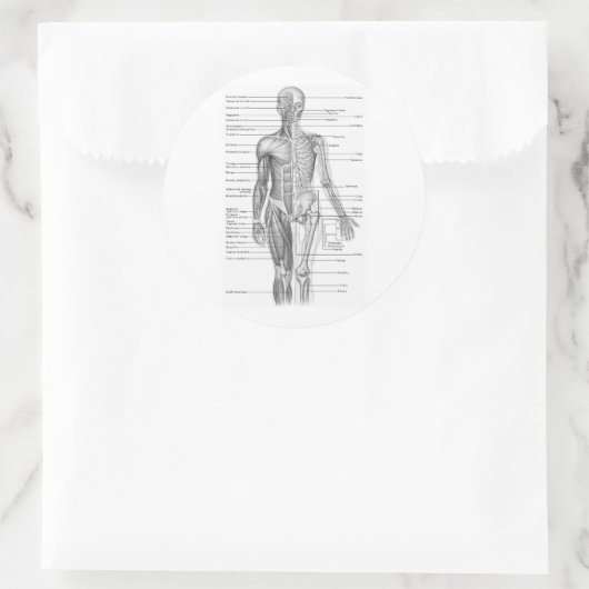 Sticker Rond Anatomie humaine (Sac)