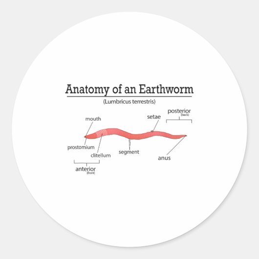 Sticker Rond Anatomy Of An Earthworm Funny Worm Earthworm Lover (Devant)