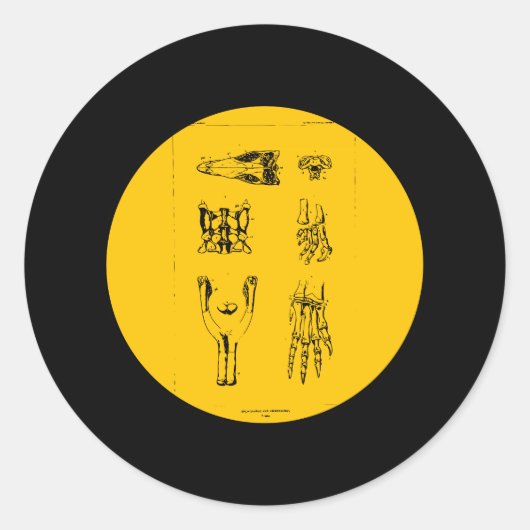 Sticker Rond Anchisaure et Ammosaure (Devant)