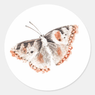 Sticker Rond Ancienne illustration de papillon vintage