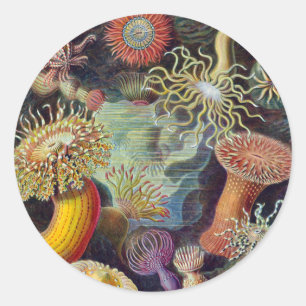 Sticker Rond Anémone de mer Nature scientifique Océan