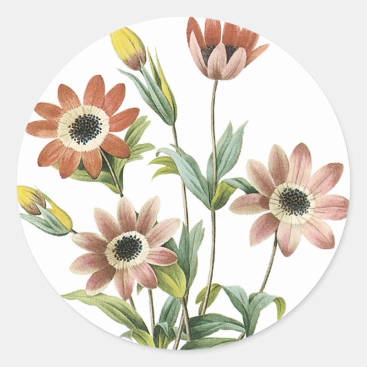 Sticker Rond Anemone Stellata (Devant)