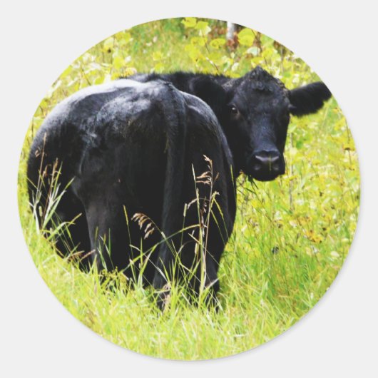Sticker Rond Angus Steer dans l'herbe jaune haute (Devant)