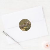 Sticker Rond Animal - Canards - Nager comme un canard (Enveloppe)