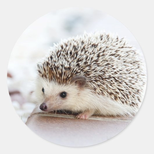 Sticker Rond Animal de Cute (Devant)